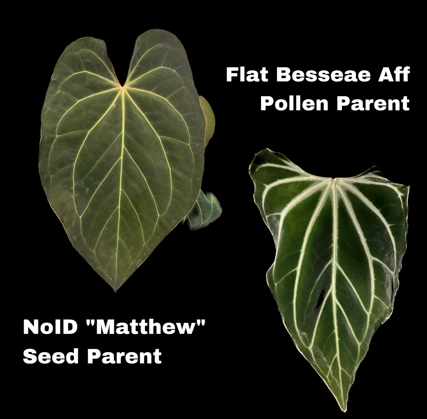 noID matthew x flat besseae aff mid cut