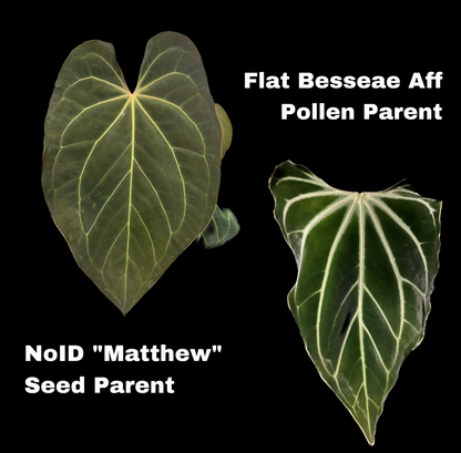 noID matthew x flat besseae aff mid cut
