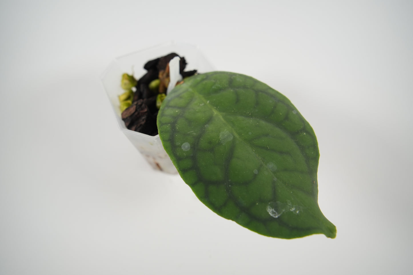 hoya AH003