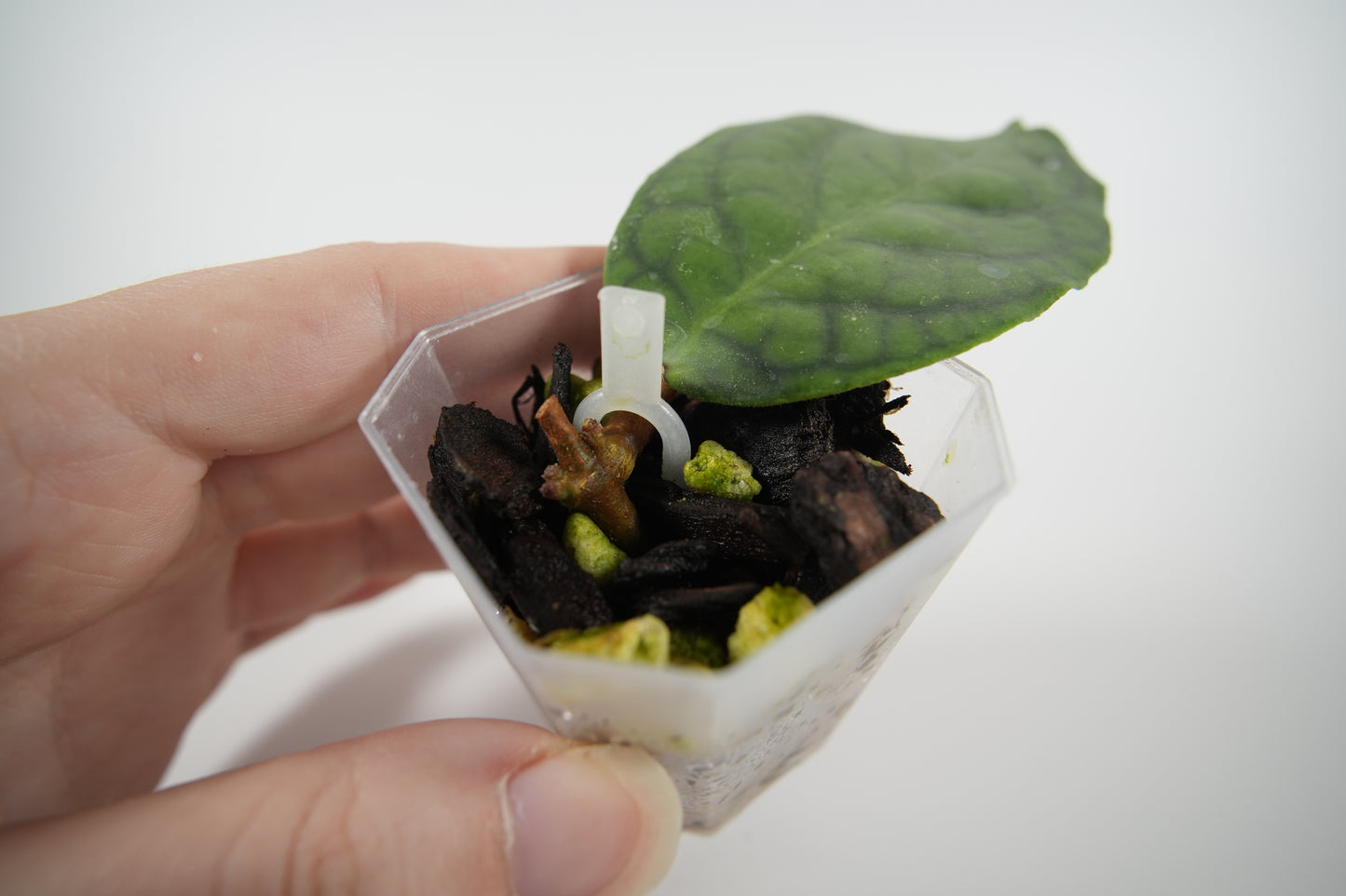 hoya AH003