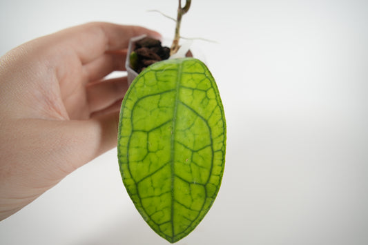 hoya cv. ann