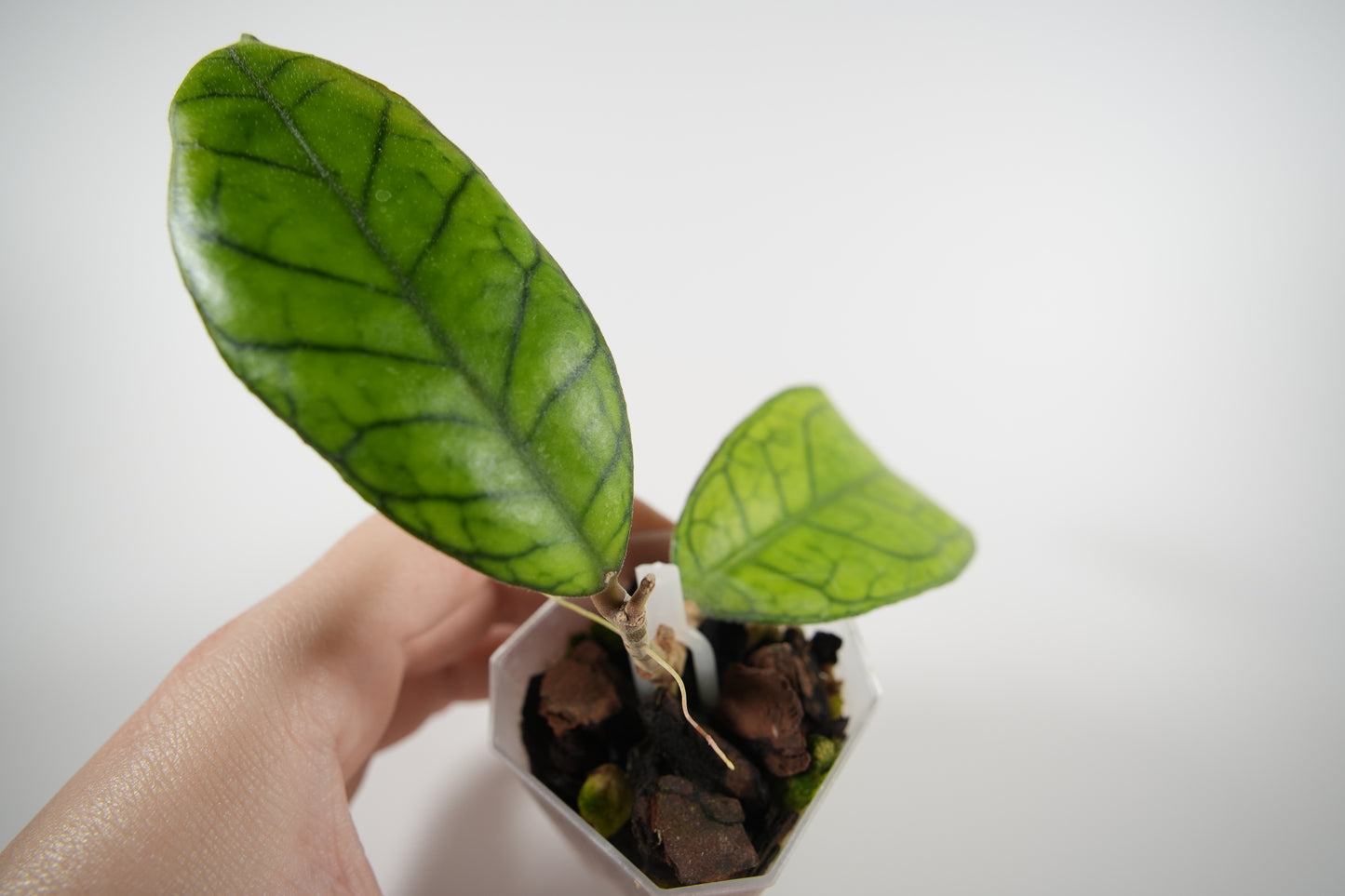 hoya cv. ann