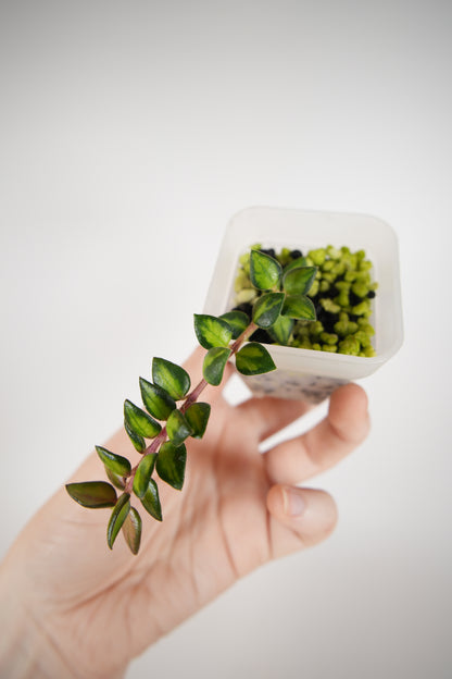 chinghungensis variegated