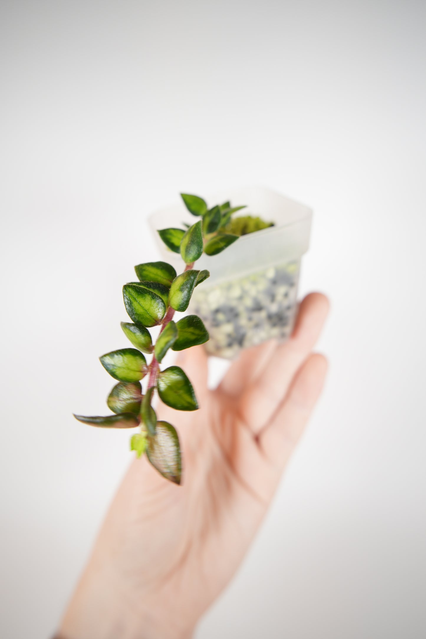 chinghungensis variegated