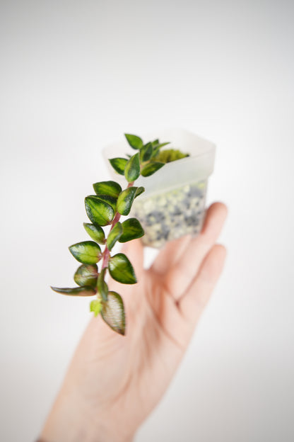 chinghungensis variegated