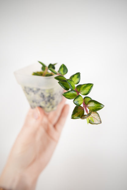 chinghungensis variegated