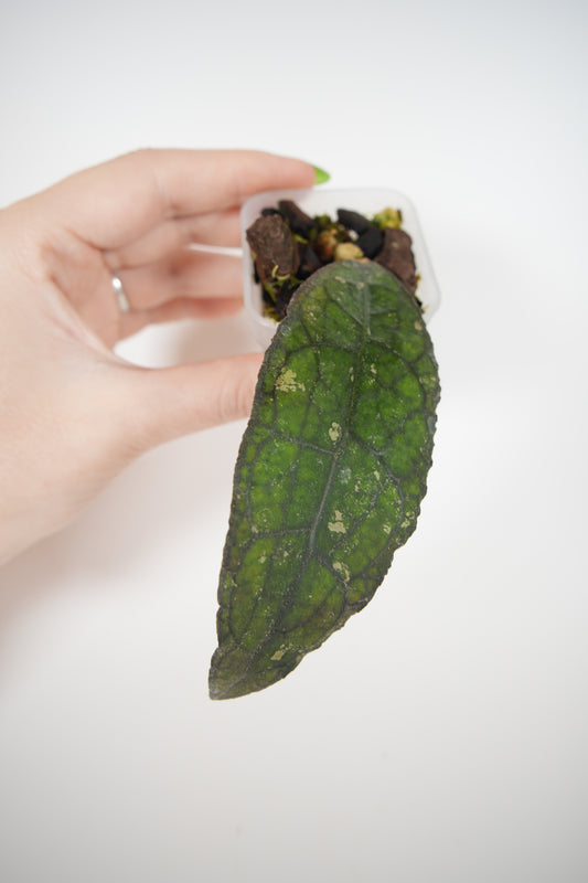 clemensiorum northern sumatra