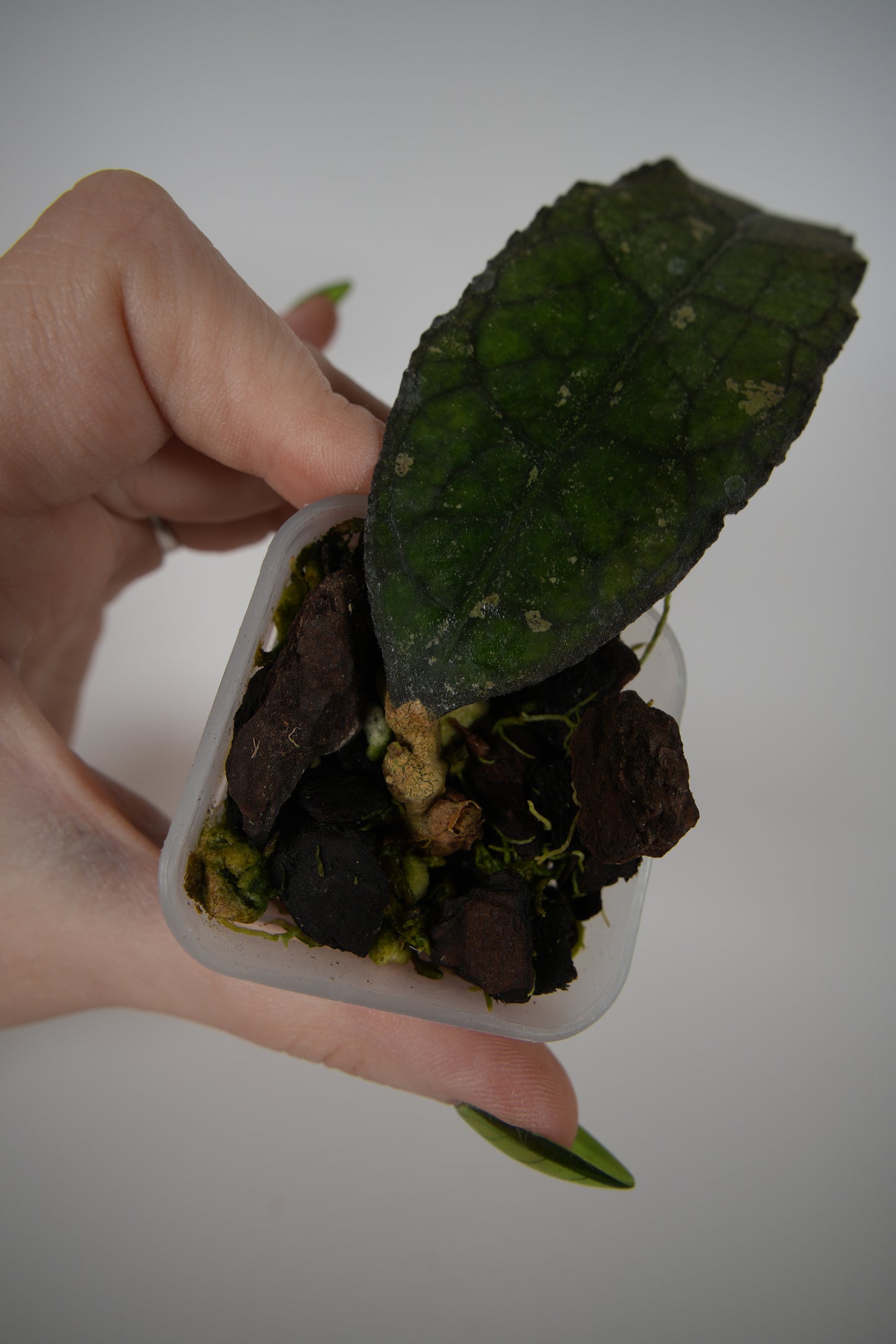 clemensiorum northern sumatra