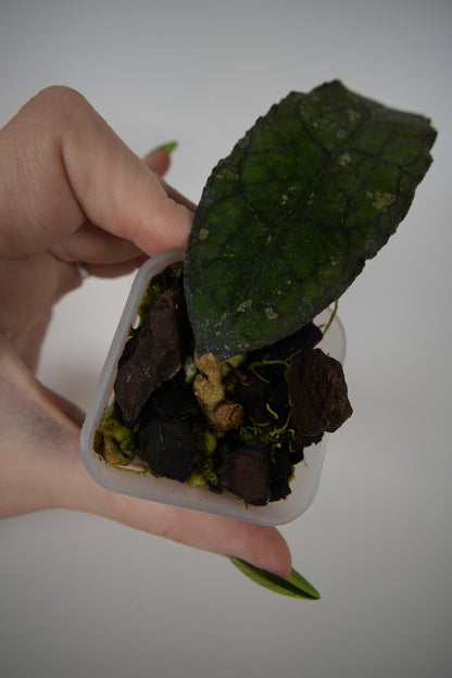 clemensiorum northern sumatra