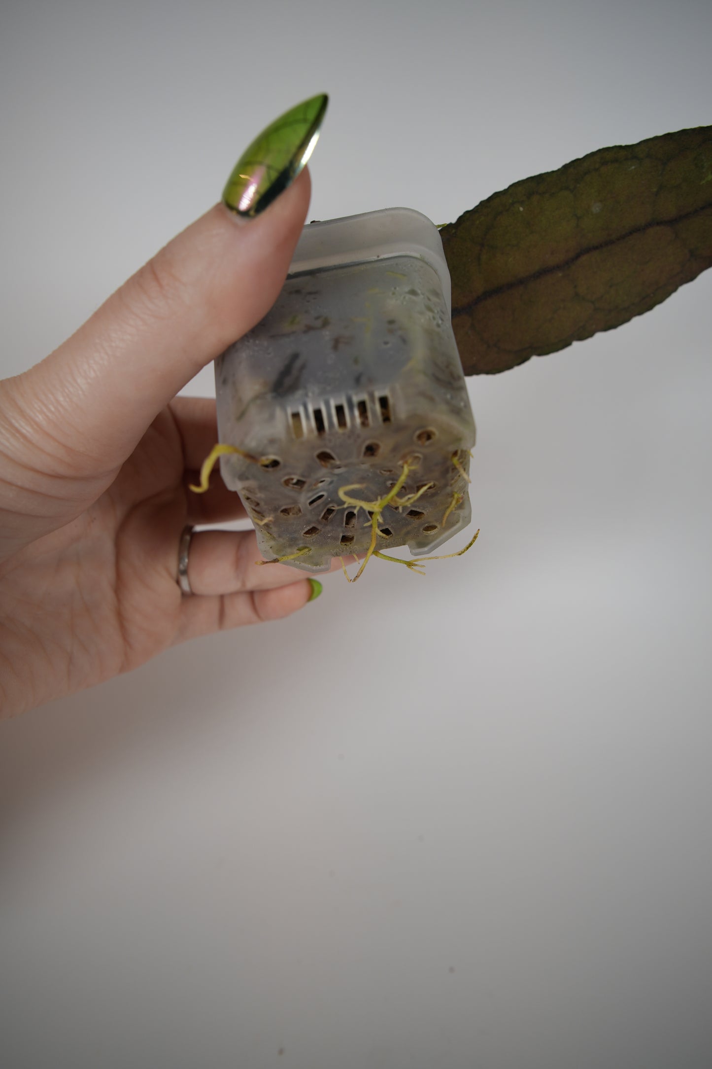 clemensiorum northern sumatra