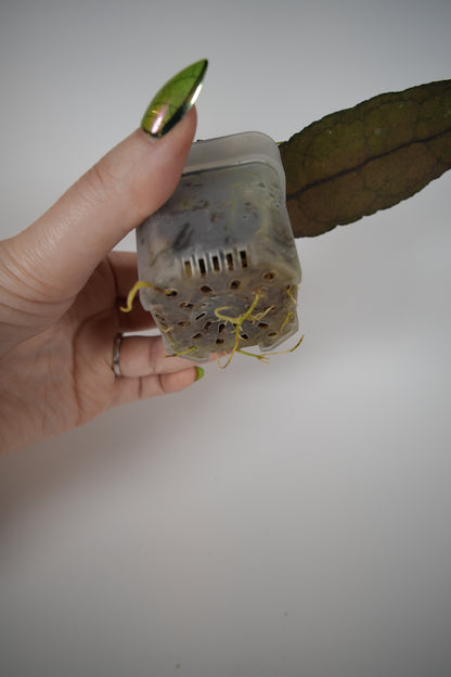 clemensiorum northern sumatra