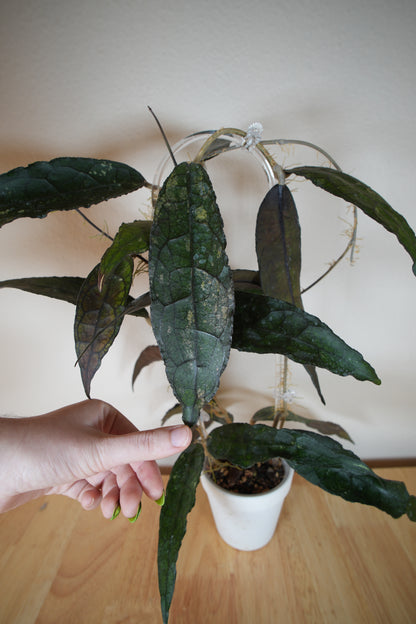 clemensiorum northern sumatra