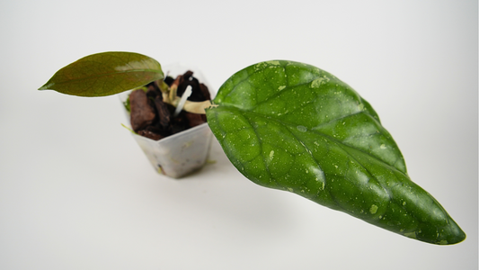 hoya elephant (AH027)