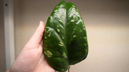 hoya elephant (unrooted)