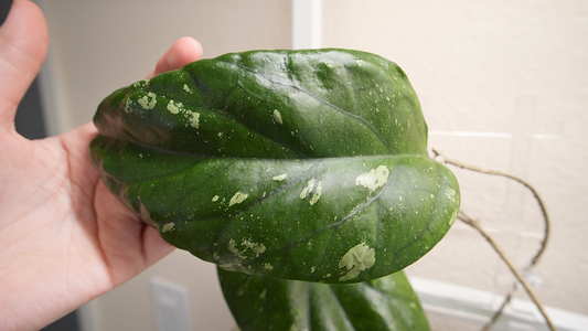hoya elephant (unrooted)