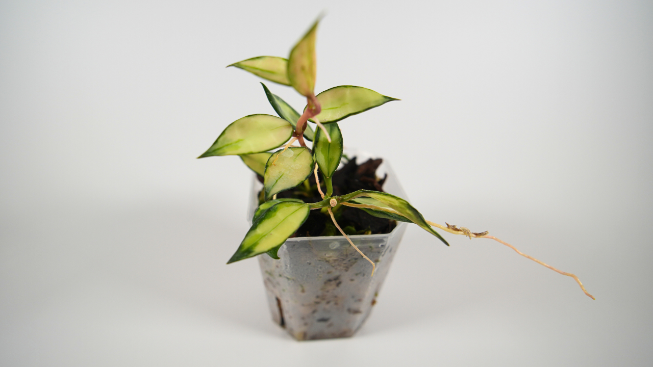 hoya lacunosa variegated