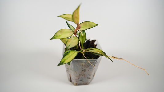 hoya lacunosa variegated