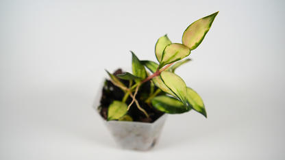 hoya lacunosa variegated