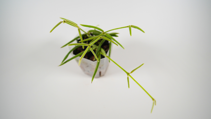 hoya linearis
