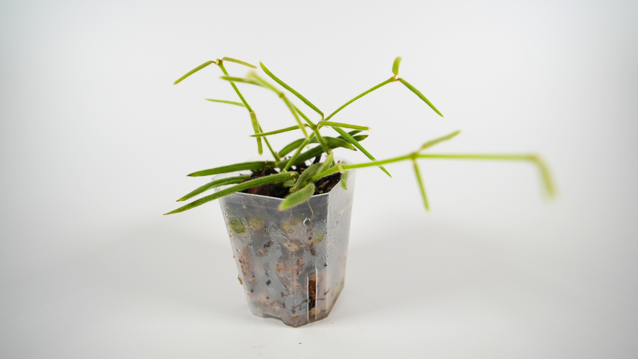 hoya linearis