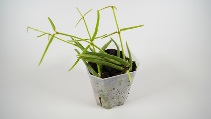 hoya linearis