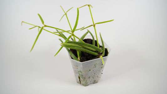 hoya linearis