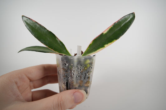 hoya kentiana 'lori lyn'