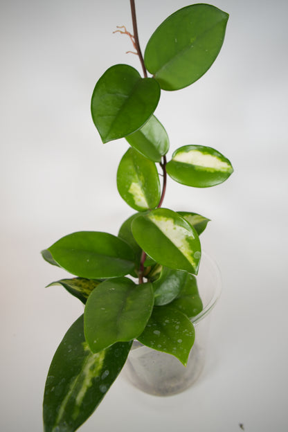 madara green edge (mostly reverted)