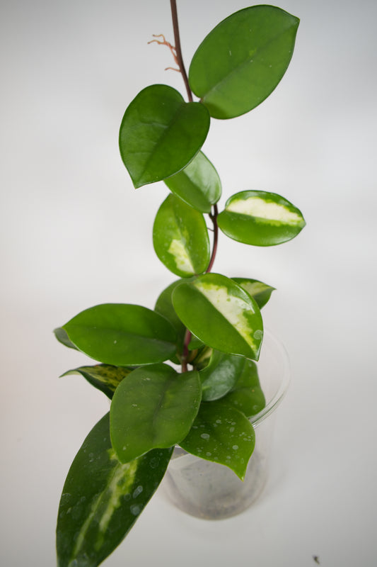 madara green edge (mostly reverted)