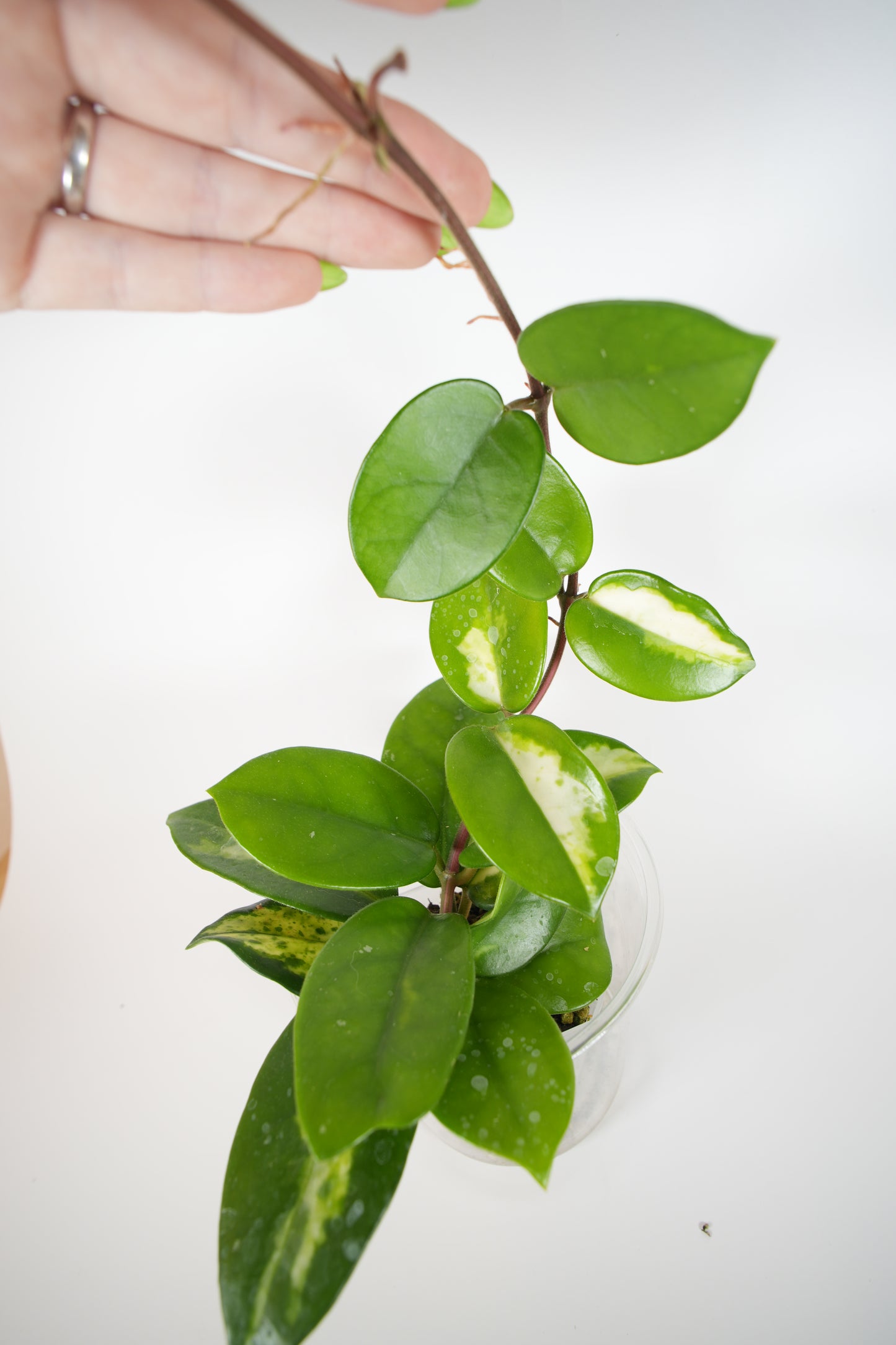 madara green edge (mostly reverted)