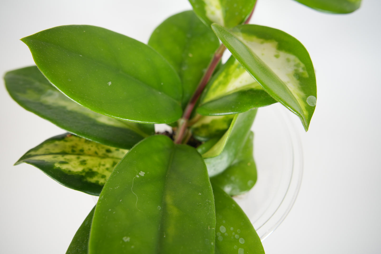 madara green edge (mostly reverted)