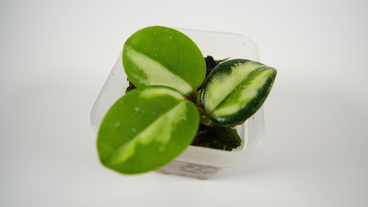 hoya mathilde variegated