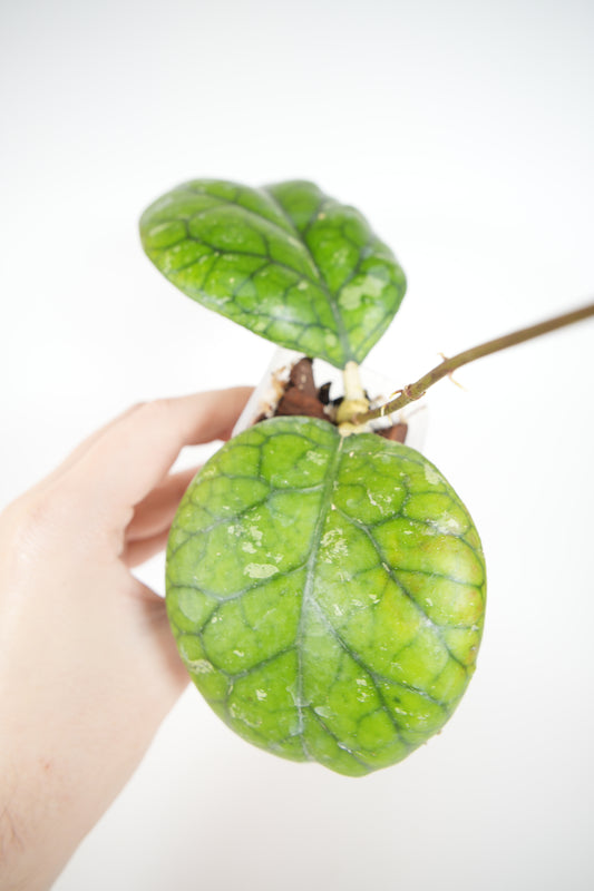 meredithii round leaf