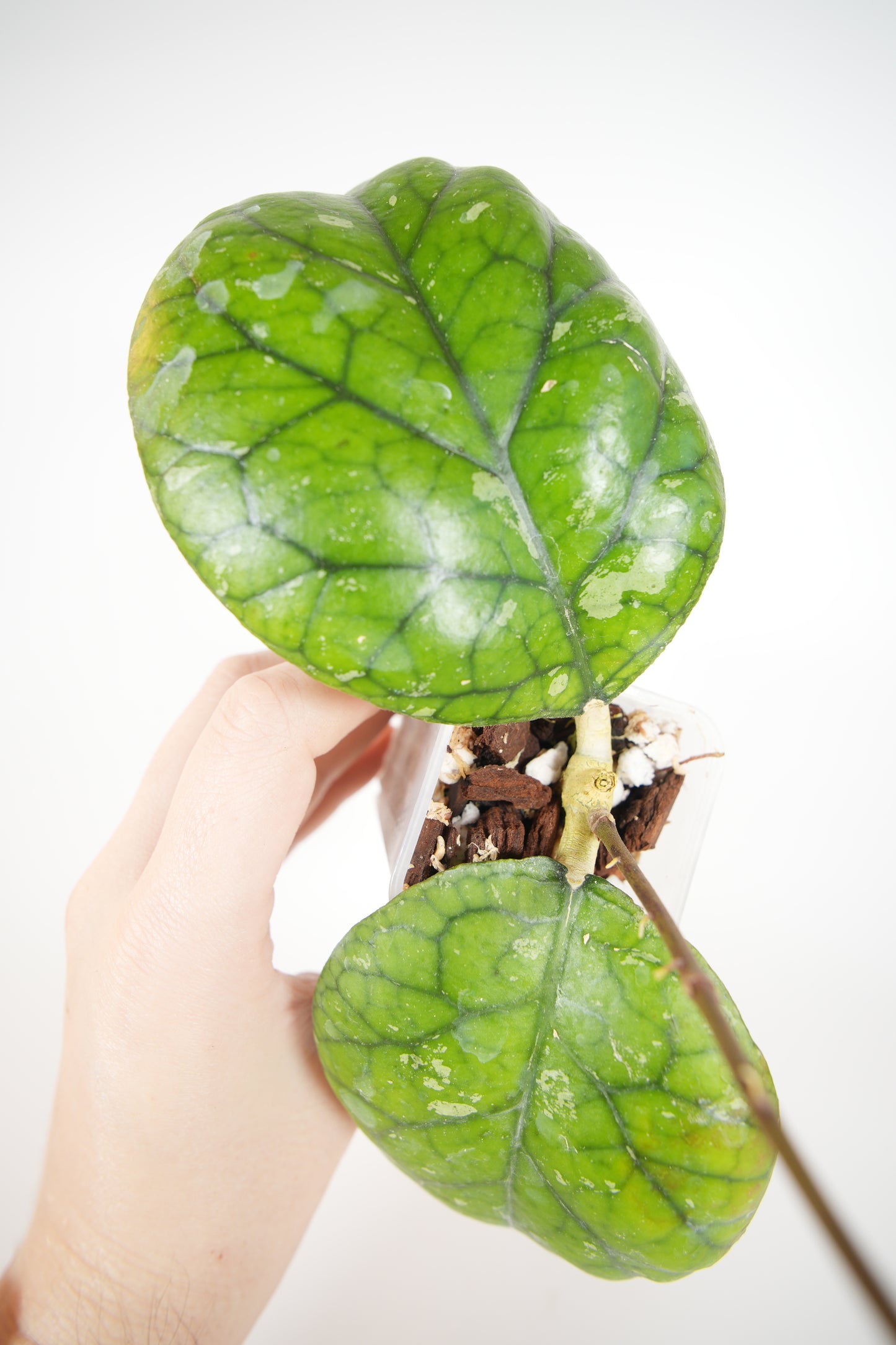 meredithii round leaf