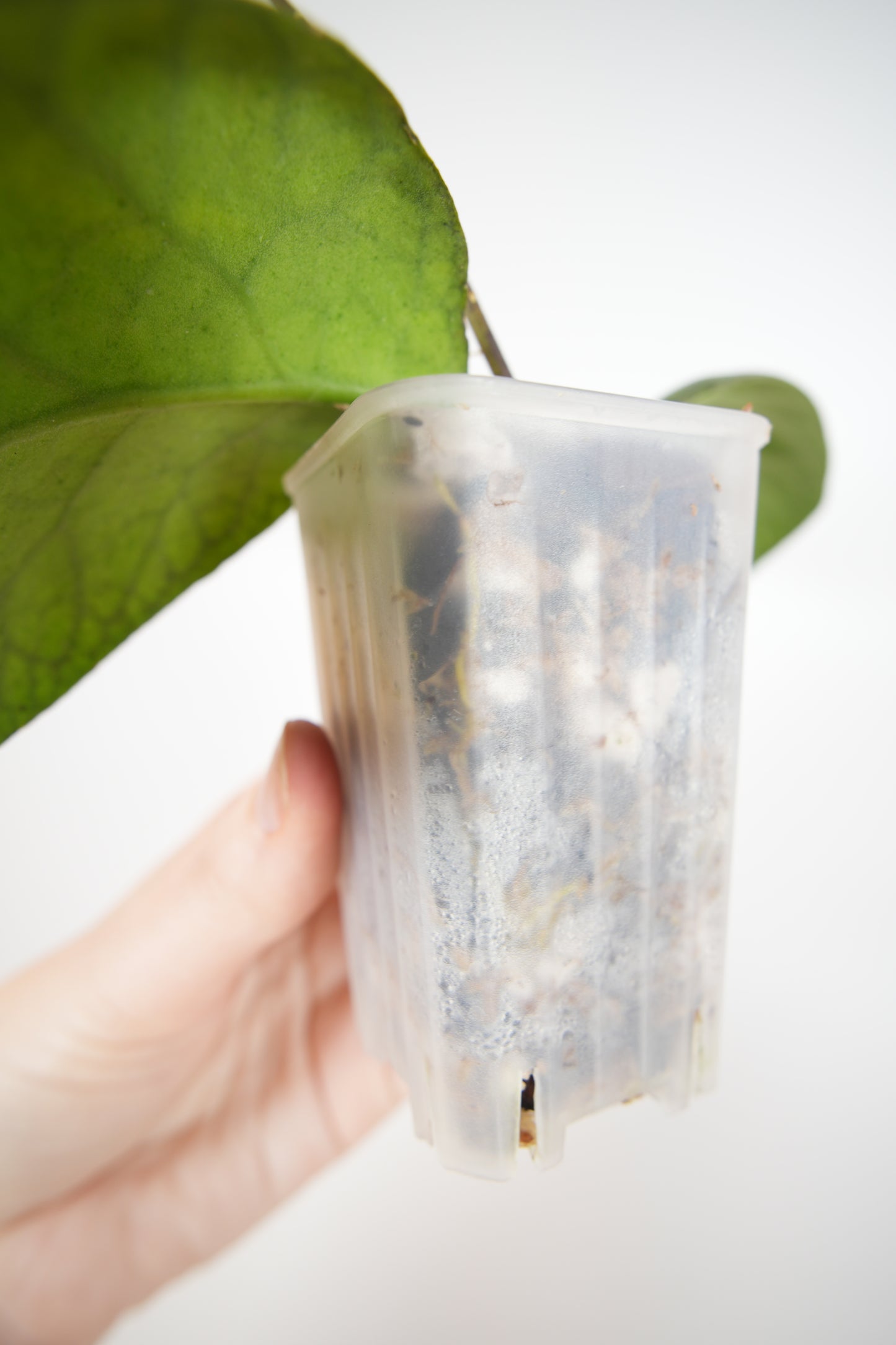 meredithii round leaf