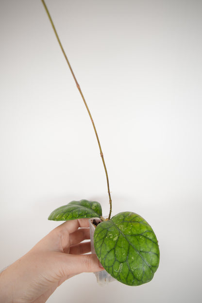 meredithii round leaf