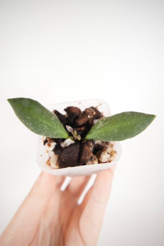 NAP016 (memoria x rosita)