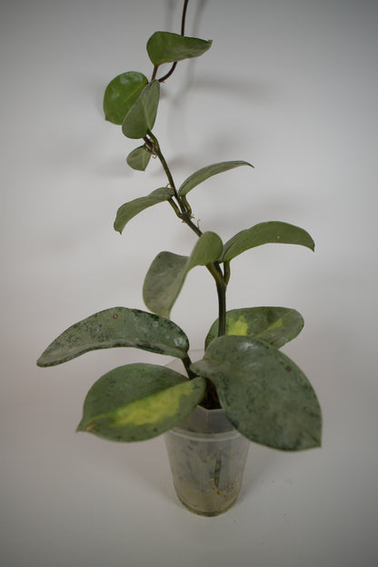 nova ghost (reverted argentea princess)