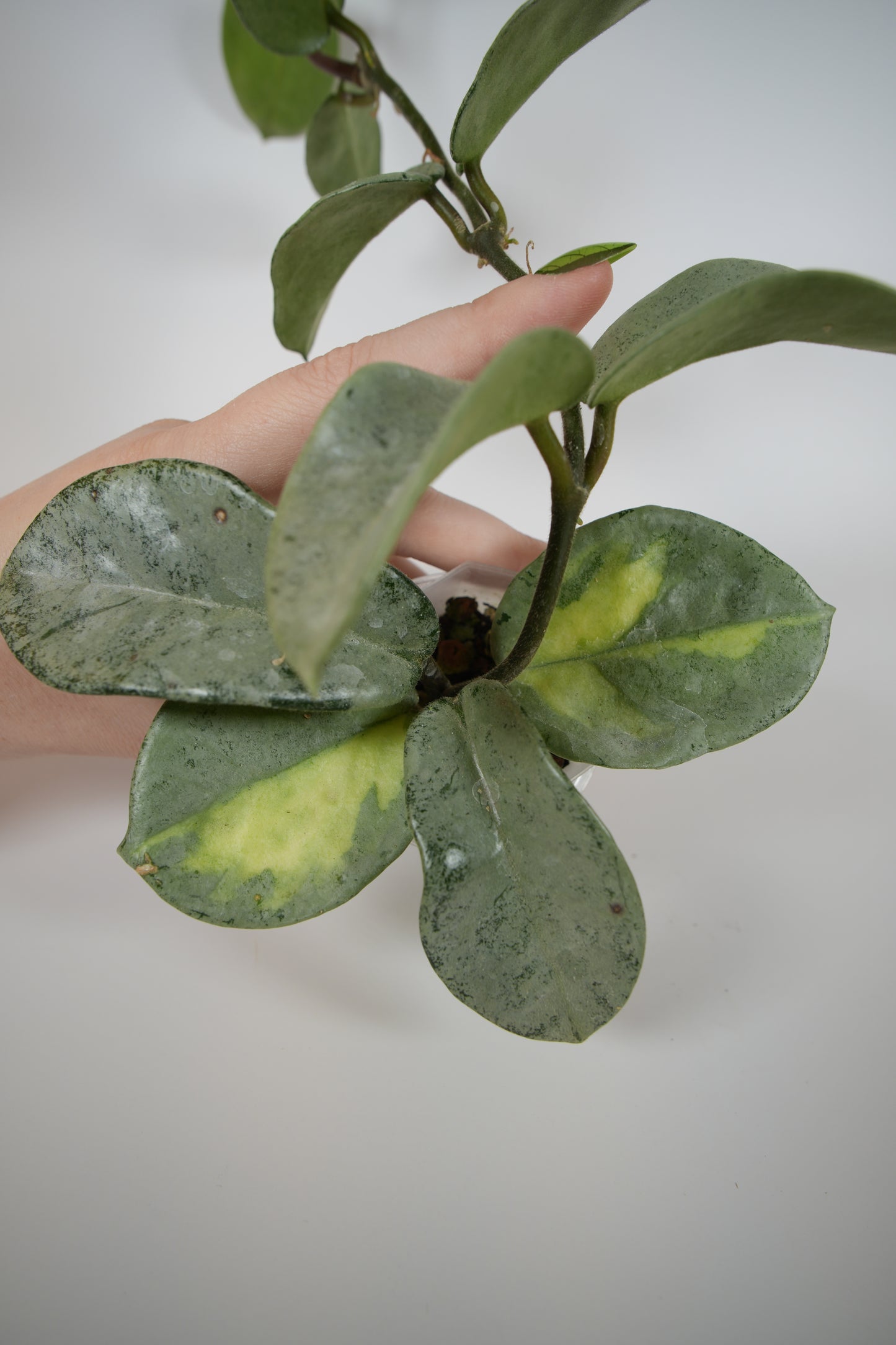 nova ghost (reverted argentea princess)