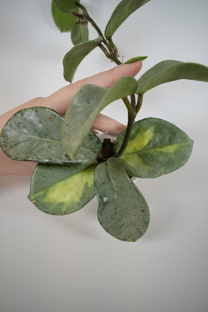 nova ghost (reverted argentea princess)