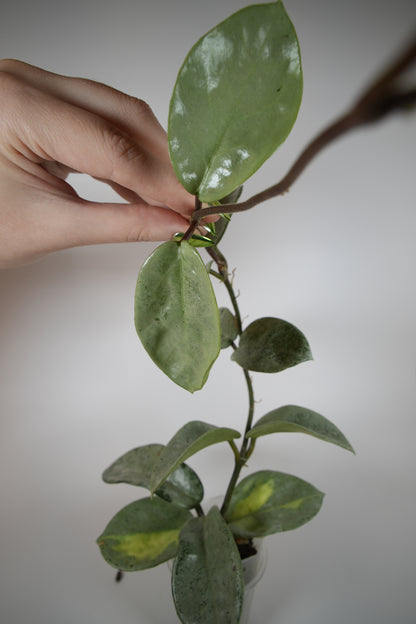 nova ghost (reverted argentea princess)