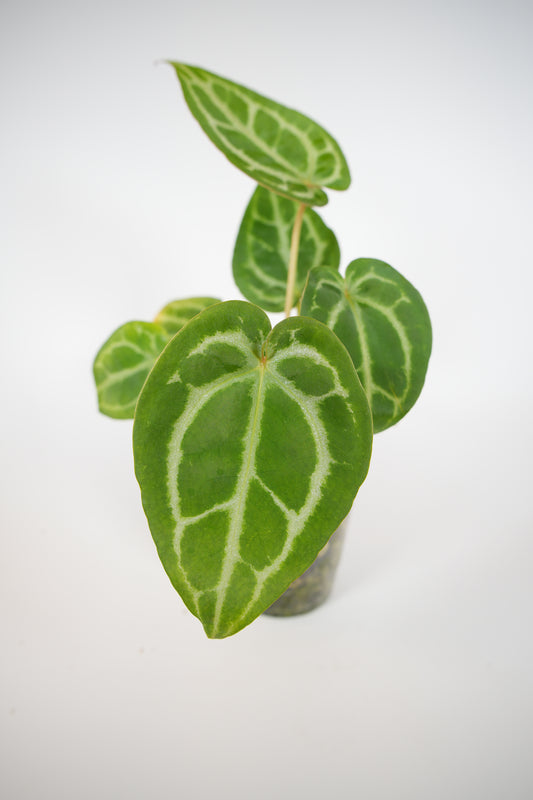 NSE silver crystallinum