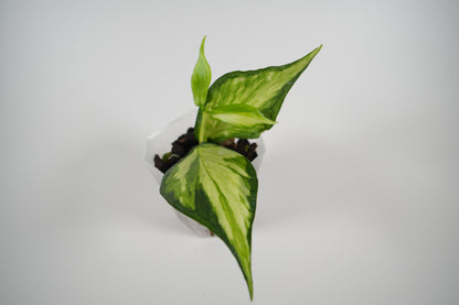 hoya polyneura inner variegated