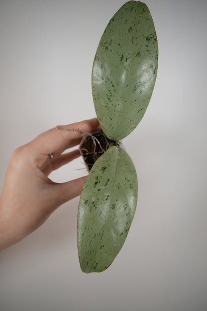 publicaylx pink silver ghost