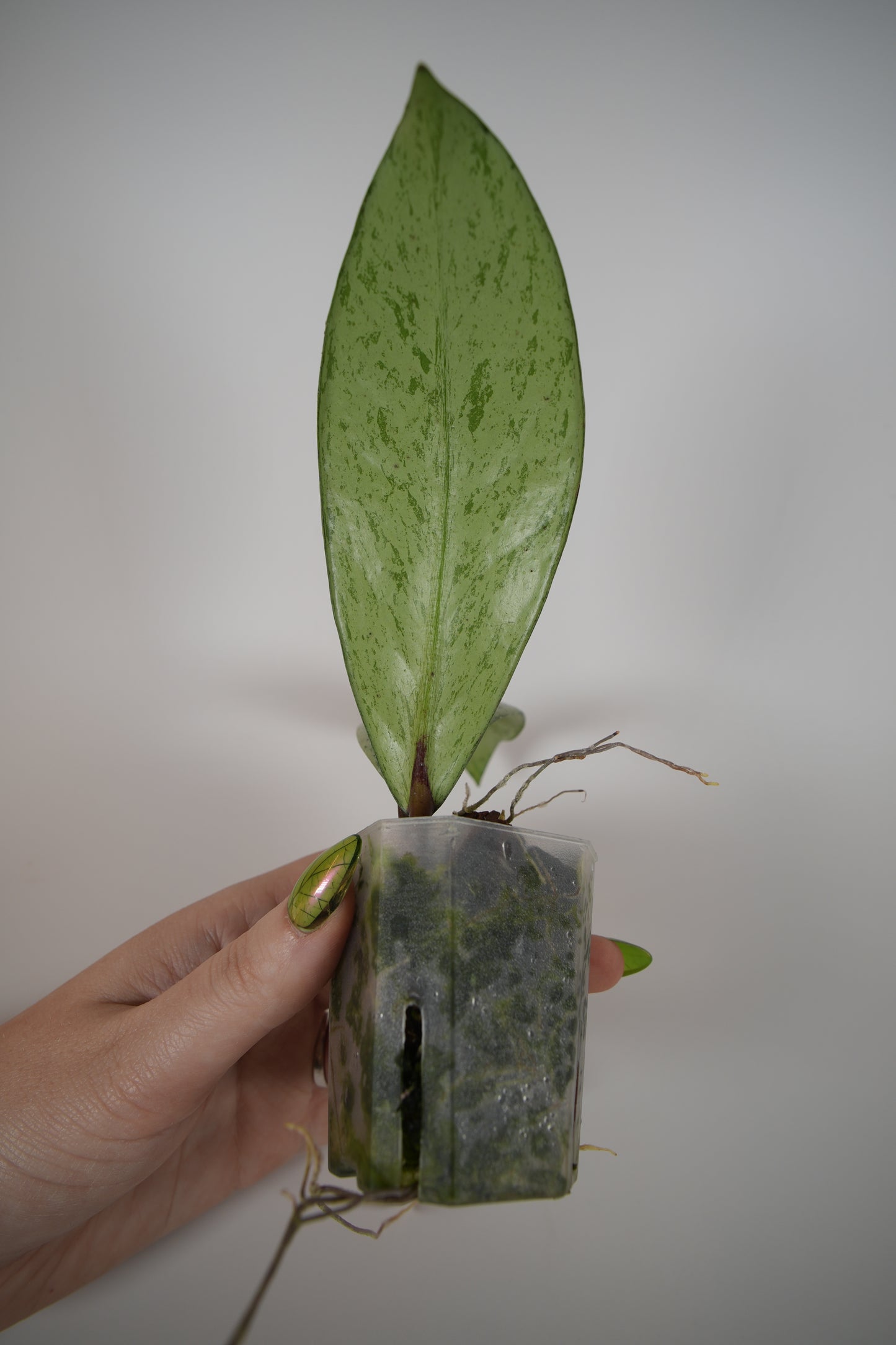 publicaylx pink silver ghost