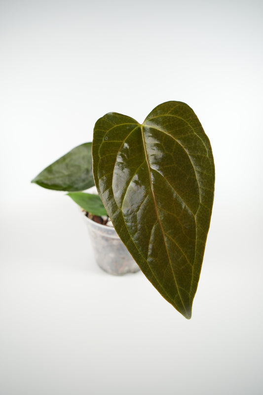 anthurium queen of hearts