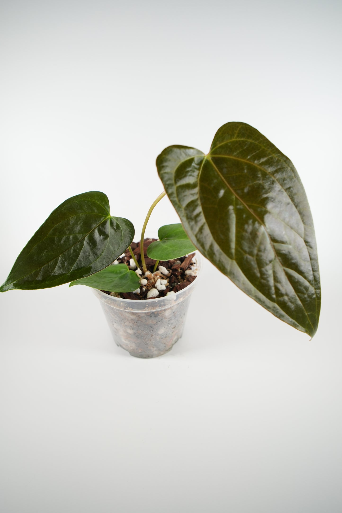 anthurium queen of hearts
