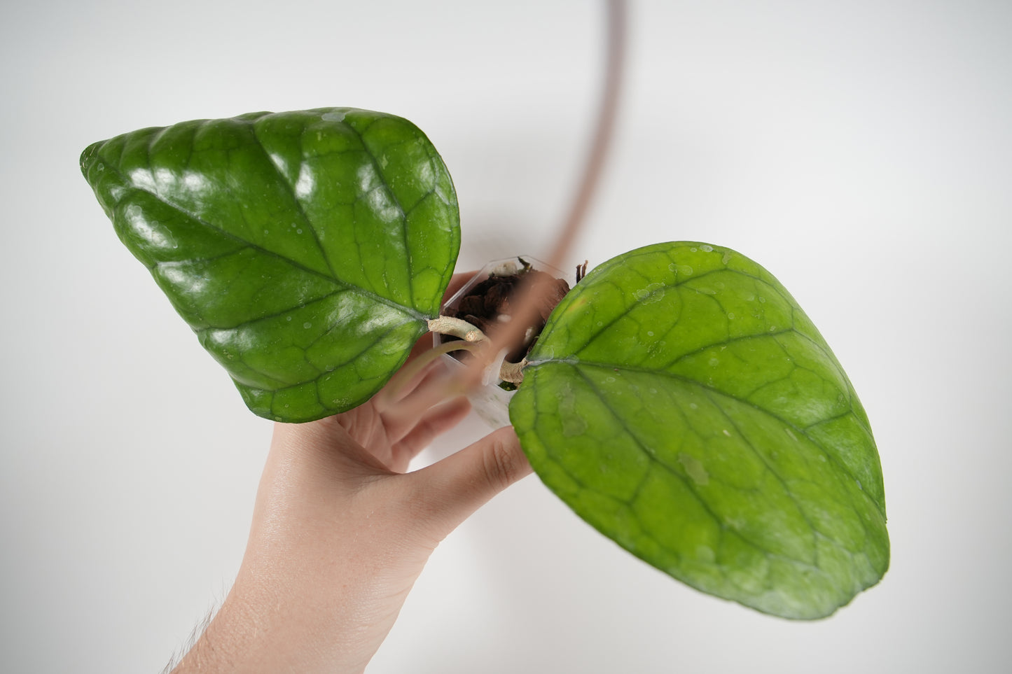 hoya 'ricardo' (SS13-05)