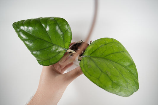 hoya 'ricardo' (SS13-05)