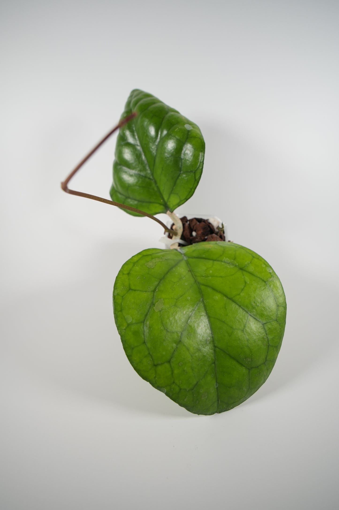 hoya 'ricardo' (SS13-05)